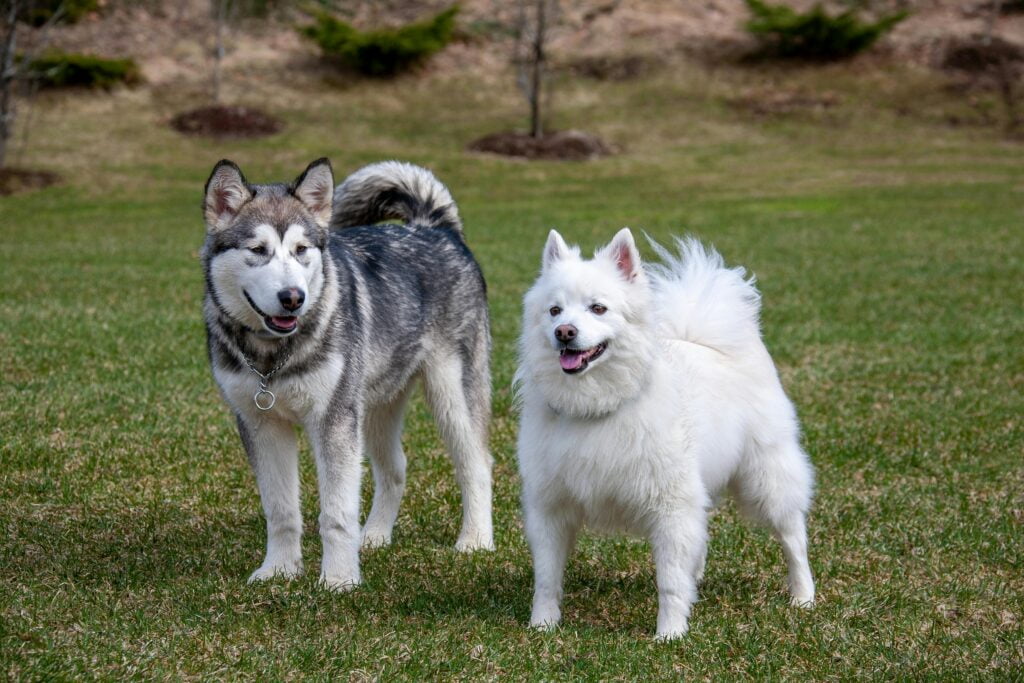 two husky dogs