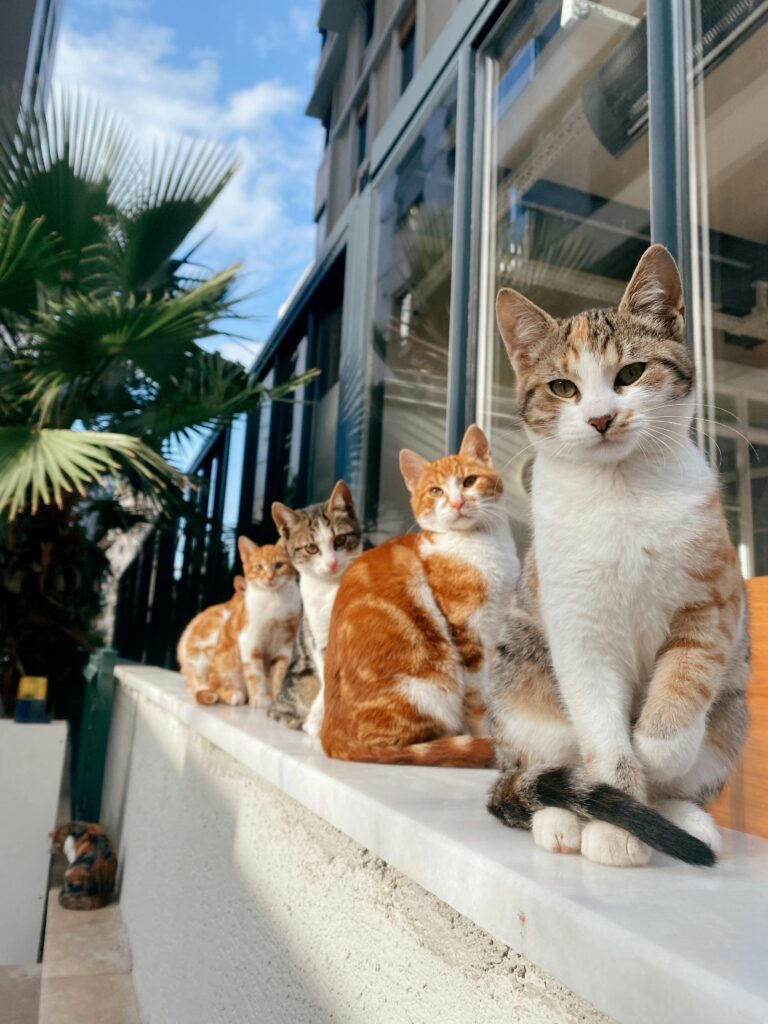 Cats in line.